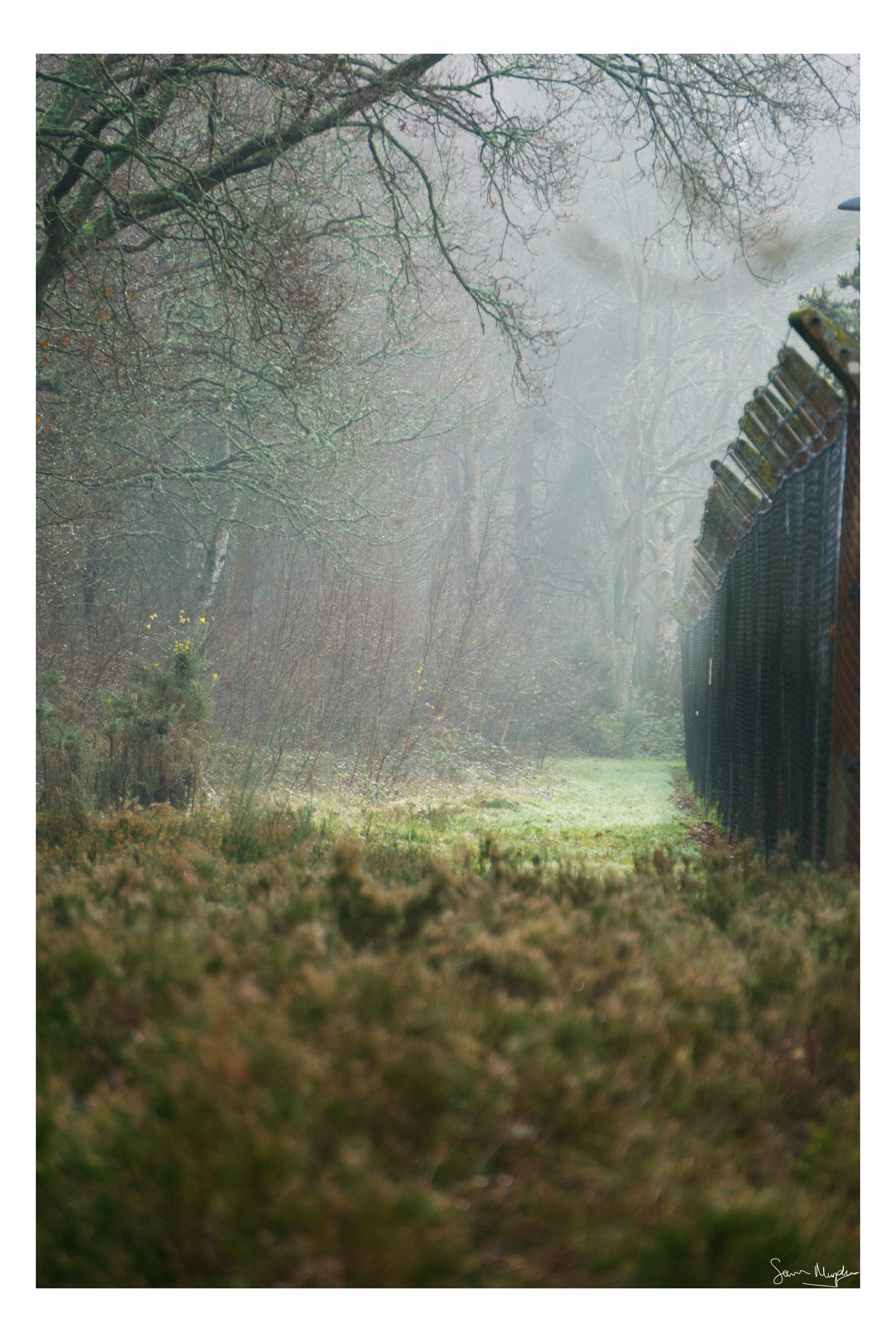 Misty Fence